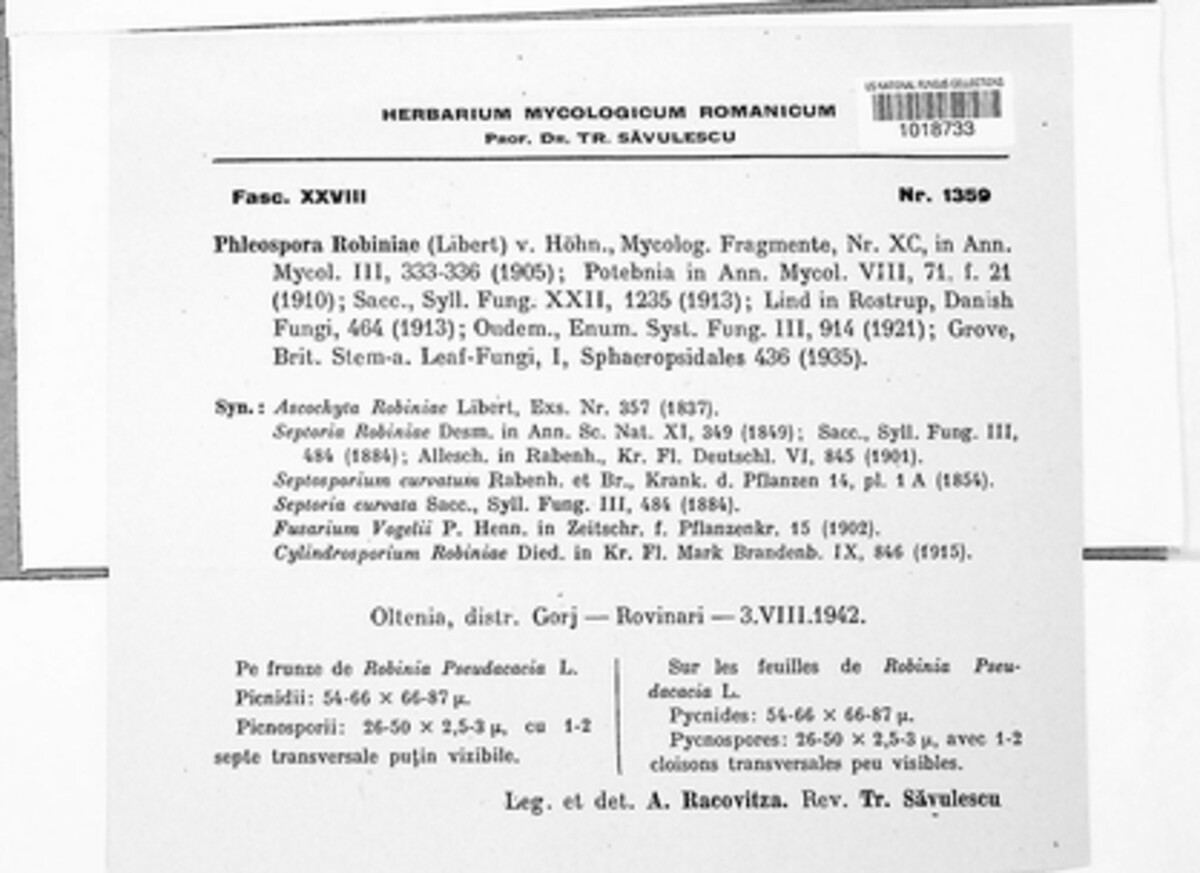 Phloeospora robiniae image